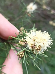 Melaleuca nodosa