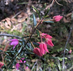 Boronia ledifolia