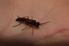 Tenthredo atra