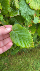 Corylus avellana