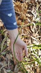 Calochilus paludosus