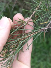 Melaleuca nodosa