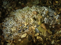 Cladocora caespitosa