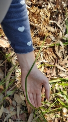 Calochilus paludosus