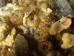 Cladocora caespitosa