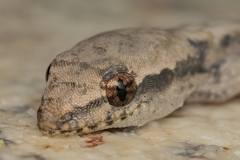 Lepidodactylus lugubris