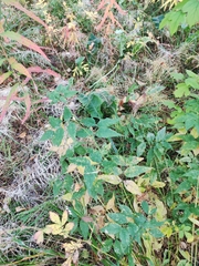 Vicia venosa baicalensis