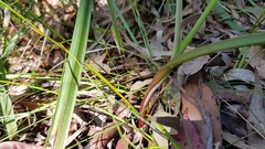 Calochilus paludosus