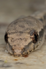 Lepidodactylus lugubris