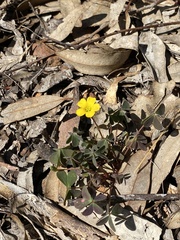 Oxalis perennans