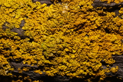 Xanthoria calcicola