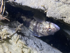 Paralabrax nebulifer