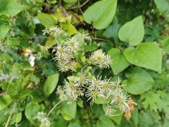 Clematis vitalba