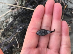 Carpophyllum maschalocarpum