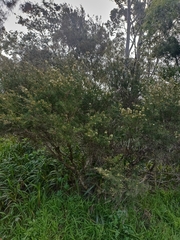 Melaleuca nodosa