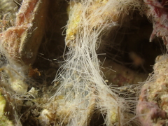 Bacteria