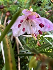 Rhodothamnus chamaecistus