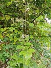 Clematis vitalba