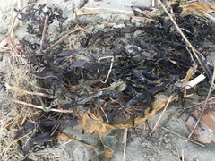 Carpophyllum maschalocarpum