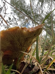 Suillus cavipes