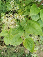 Clematis vitalba