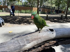 Trichoglossus chlorolepidotus