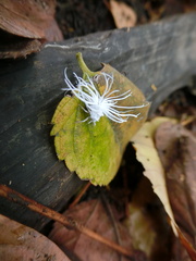 Flatidae