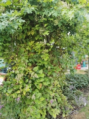 Clematis vitalba