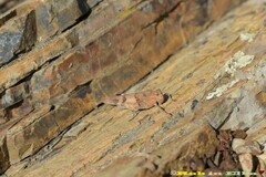 Sphingonotus caerulans