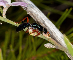 Diamma bicolor