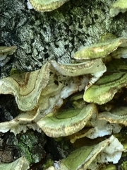 Stereum subtomentosum