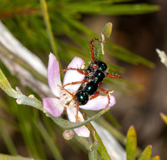 Diamma bicolor