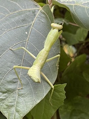 Hierodula patellifera