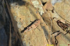 Sphingonotus caerulans
