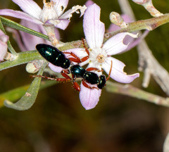 Diamma bicolor