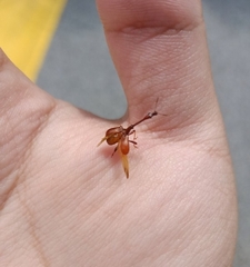 Paracycnotrachelus