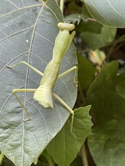 Hierodula patellifera