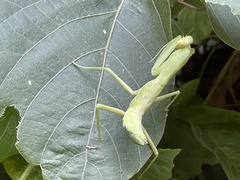 Hierodula patellifera