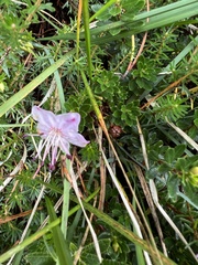 Rhodothamnus chamaecistus