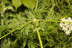 Anthriscus sylvestris