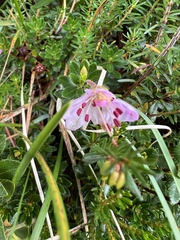 Rhodothamnus chamaecistus
