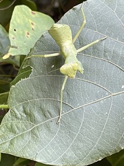 Hierodula patellifera