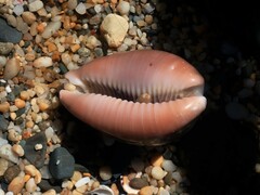 Lyncina vitellus