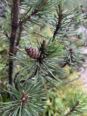 Pinus mugo