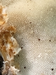 Stereum subtomentosum