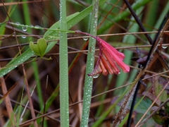 Spigelia pulchella