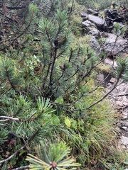 Pinus mugo