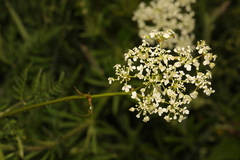 Anthriscus sylvestris