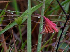 Spigelia pulchella