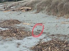 Fringilla coelebs gengleri